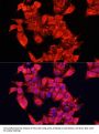 Amine Oxidase Copper Containing 1 (AOC1) Antibody