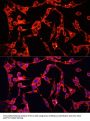 Amine Oxidase Copper Containing 1 (AOC1) Antibody