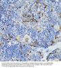 Leukocyte Elastase Inhibitor (SERPINB1) Antibody