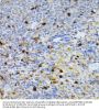 Leukocyte Elastase Inhibitor (SERPINB1) Antibody