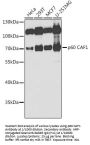 Chromatin Assembly Factor 1, Subunit B (CHAF1B) Antibody
