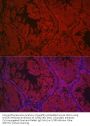 Luteinizing Hormone/Choriogonadotropin Receptor (LHCGR) Antibody
