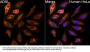 Adenylosuccinate Lyase (ADSL) Antibody