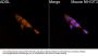 Adenylosuccinate Lyase (ADSL) Antibody