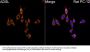 Adenylosuccinate Lyase (ADSL) Antibody