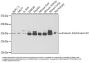 Annexin A4 (ANXA4) Antibody