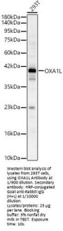 Mitochondrial Inner Membrane Protein OXA1L (OXA1L) Antibody