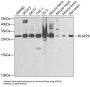 B-Cell Receptor Associated Protein 29 (BCAP29) Antibody