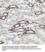 B-Cell Receptor Associated Protein 29 (BCAP29) Antibody