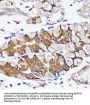 B-Cell Receptor Associated Protein 29 (BCAP29) Antibody