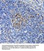 B-Cell Receptor Associated Protein 29 (BCAP29) Antibody