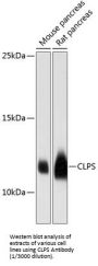 Colipase (CLPS) Antibody