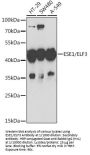 ETS-Related Transcription Factor Elf-3 (ELF3) Antibody
