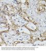 ETS-Related Transcription Factor Elf-3 (ELF3) Antibody