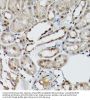 ETS-Related Transcription Factor Elf-3 (ELF3) Antibody