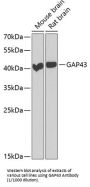 Neuromodulin (GAP43) Antibody
