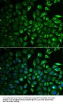 Inositol Monophosphatase 1 (IMPA1) Antibody