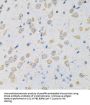 Mitochondrial Peptide Methionine Sulfoxide Reductase (MSRA) Antibody