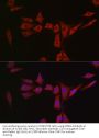 Mitochondrial Peptide Methionine Sulfoxide Reductase (MSRA) Antibody