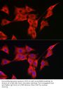 Mitochondrial Peptide Methionine Sulfoxide Reductase (MSRA) Antibody