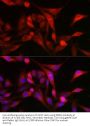 Mitochondrial Peptide Methionine Sulfoxide Reductase (MSRA) Antibody