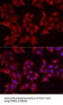 Pterin-4 Alpha-Carbinolamine Dehydratase 1 (PCBD1) Antibody