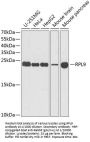 Ribosomal Protein L9 (RPL9) Antibody