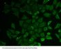 Chromosome 21 Open Reading Frame 33 (C21orf33) Antibody