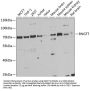 mRNA-Capping Enzyme (RNGTT) Antibody