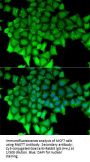 mRNA-Capping Enzyme (RNGTT) Antibody