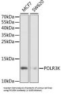 RNA Polymerase III Subunit K (POLR3K) Antibody