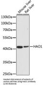 Hydroxyacid Oxidase 1 (HAO1) Antibody
