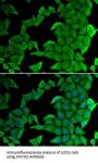 SET And MYND Domain-Containing Protein 2 (SMYD2) Antibody
