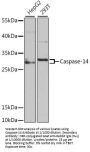 Caspase 14 (CASP14) Antibody
