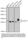 Cyclin-C (CCNC) Antibody