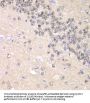 Cyclin-C (CCNC) Antibody