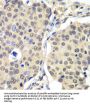 Cyclin-C (CCNC) Antibody