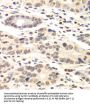 Cyclin-C (CCNC) Antibody
