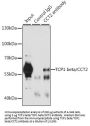 T-Complex Protein 1 Subunit Beta (CCT2) Antibody