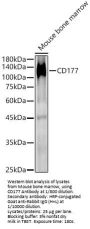 CD177 Antigen (CD177) Antibody
