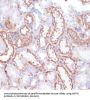 Glycine Amidinotransferase, Mitochondrial (GATM) Antibody