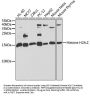 H2A Histone Family Member Z (H2AFZ) Antibody