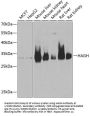 Hydroxyacylglutathione Hydrolase (HAGH) Antibody