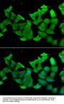 Hydroxyacylglutathione Hydrolase (HAGH) Antibody