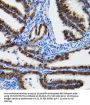 Heat Shock Protein 105 kDa (HSPH1) Antibody