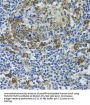 Heat Shock Protein 105 kDa (HSPH1) Antibody