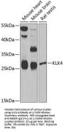 Kallikrein 4 (KLK4) Antibody