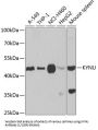 Kynureninase (KYNU) Antibody