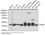 Pyridoxal Kinase (PDXK) Antibody