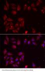 Pyridoxal Kinase (PDXK) Antibody